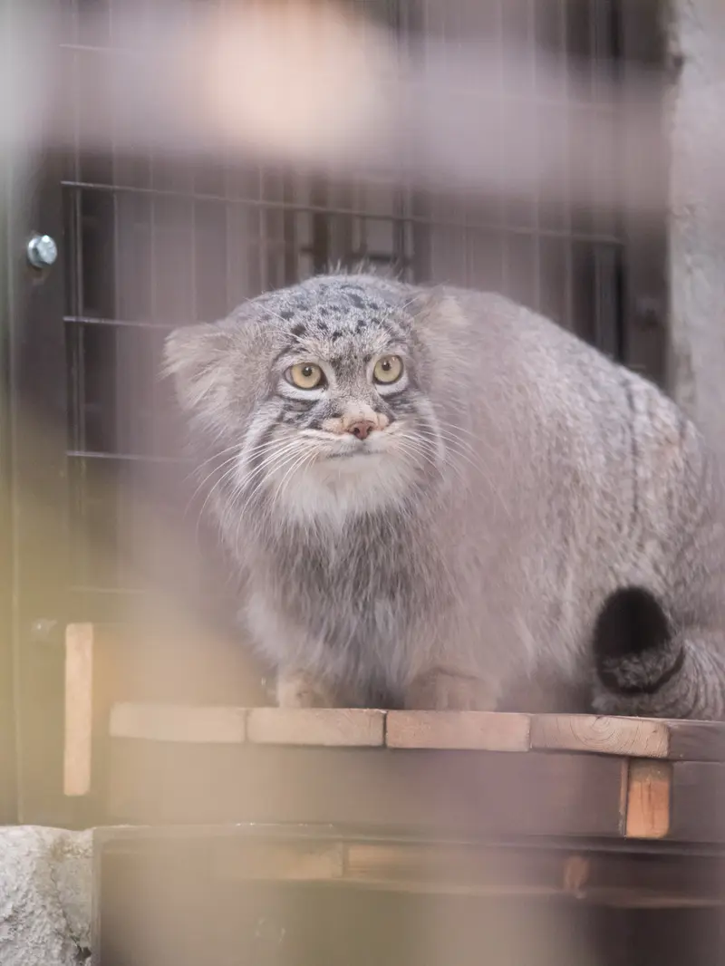 野毛山動物園のフィーガの写真
