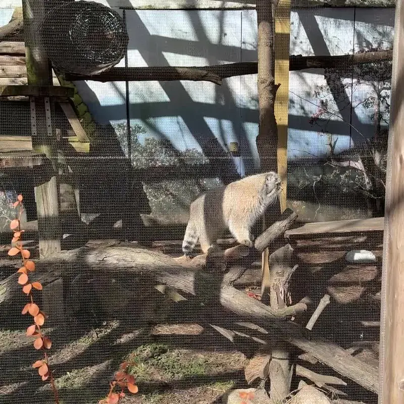 ポッター・パーク動物園のマヌルネコの写真