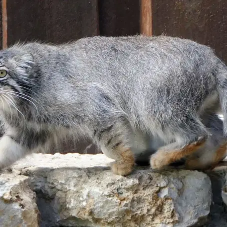 タリン動物園のアイオロスの写真