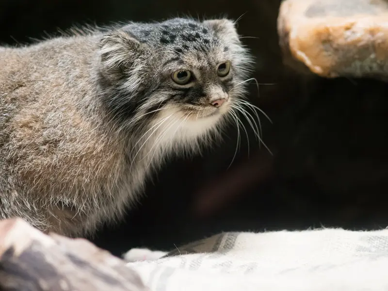 恩賜上野動物園のサフランの写真