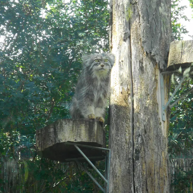 マヌルネコの写真