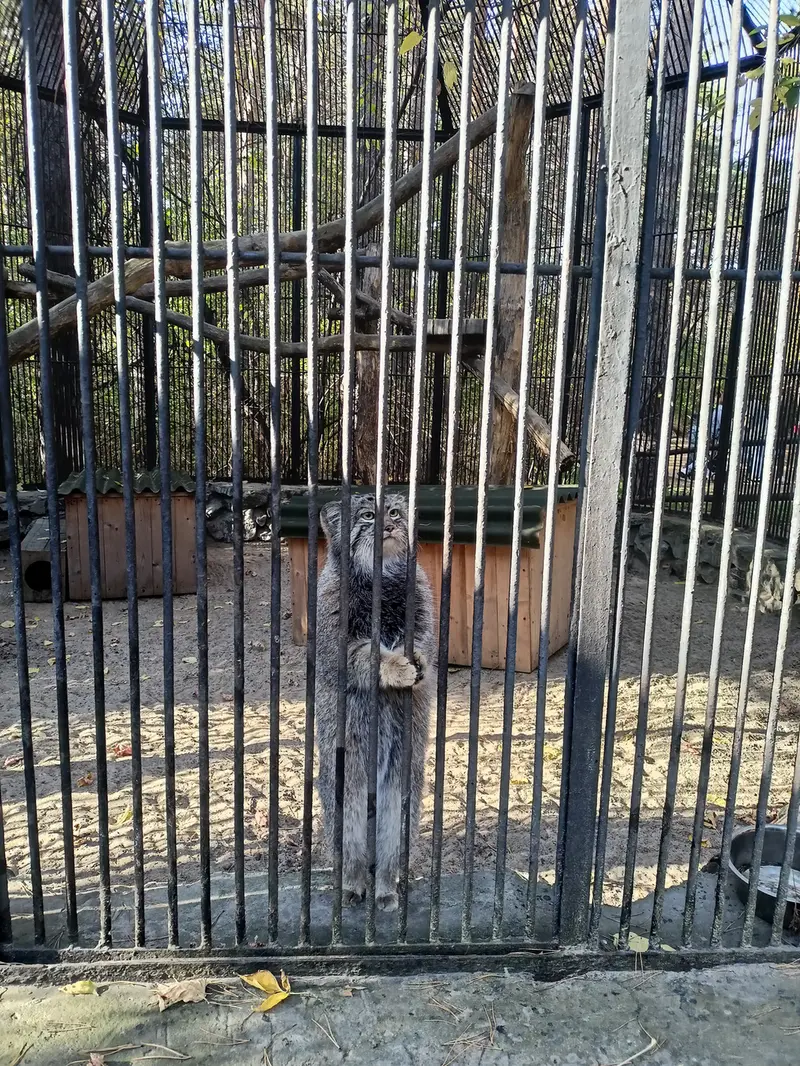 ノヴォシビルスク動物園のシルヴェスターの写真
