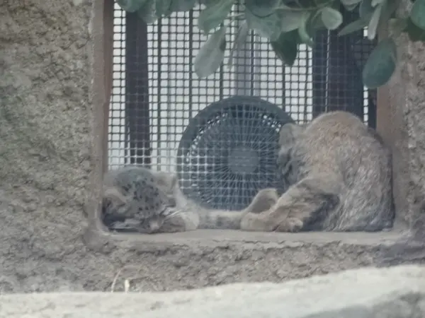 マヌルネコの写真