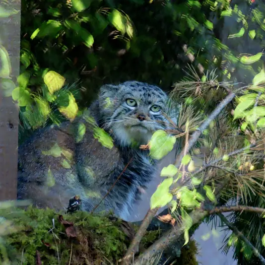 ロイェフ・ルチェイのボリスの写真