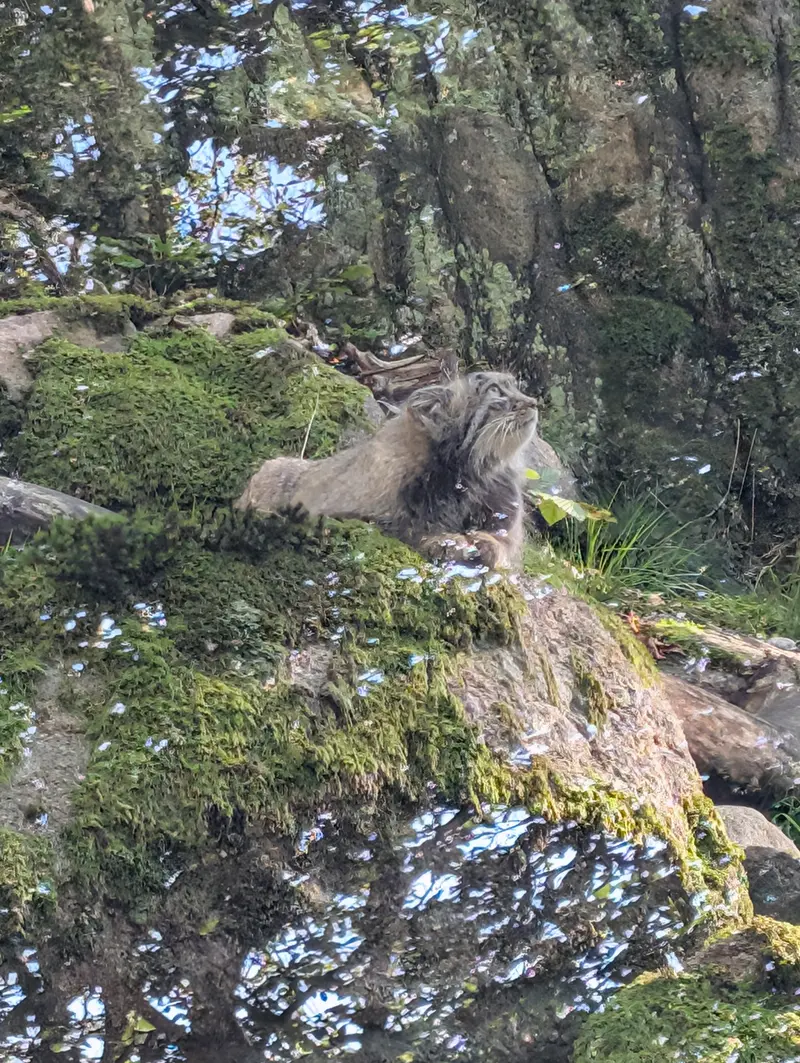 ノルデンス・アークのカッティ・マッティの写真
