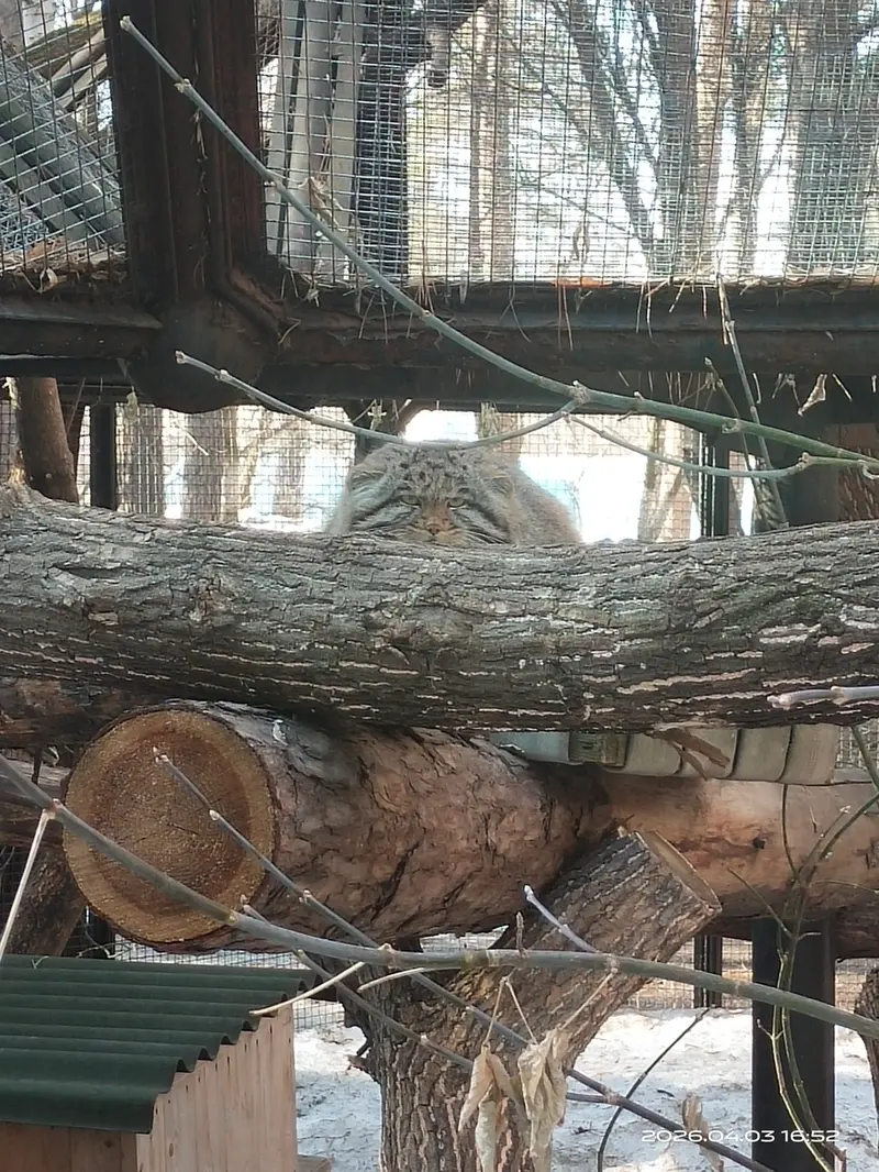 ノヴォシビルスク動物園のグレイの写真
