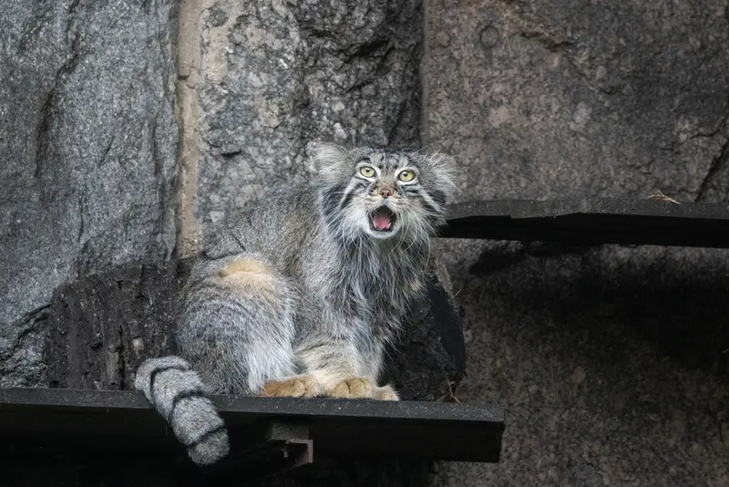 モスクワ動物園のティモフェイの写真