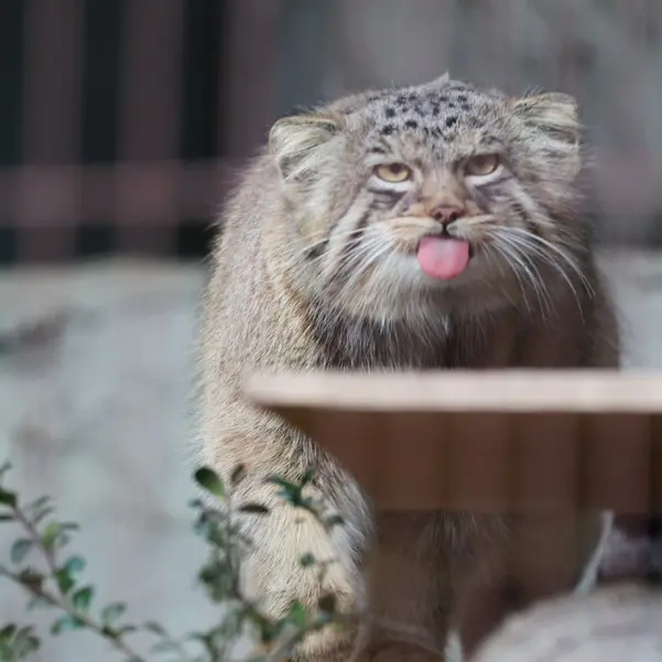 東山動植物園のヒデの写真