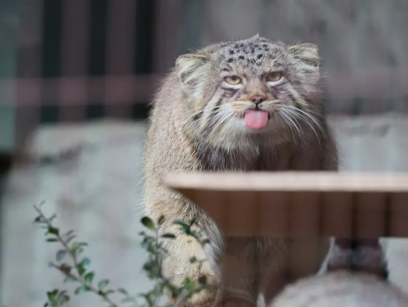 東山動植物園のヒデの写真