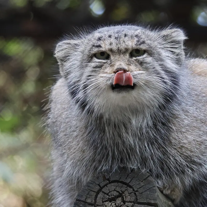 ノヴォシビルスク動物園のミアの写真