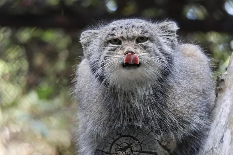 ノヴォシビルスク動物園のミアの写真