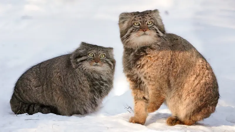 Novosibirsk Zooのジョージとアデルの動画