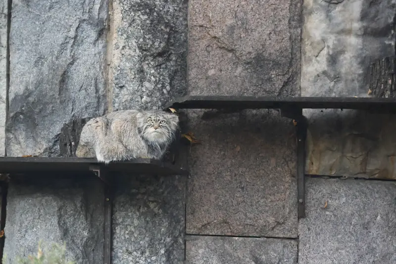 モスクワ動物園のティモフェイの写真