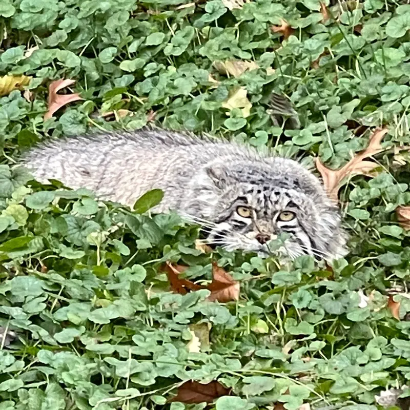 ニアビ動物園のタイ・チーの写真