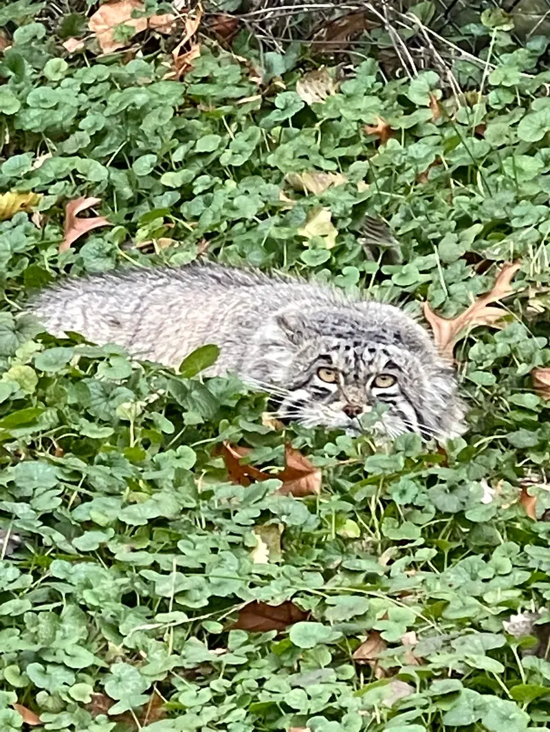 ニアビ動物園のタイ・チーの写真