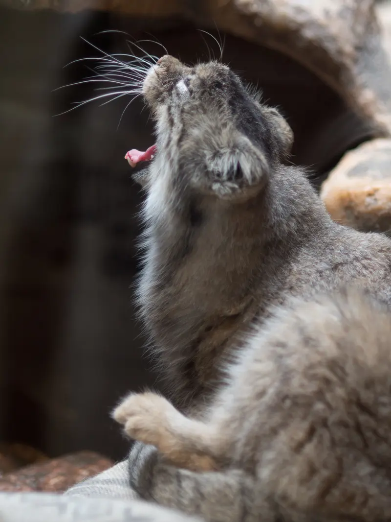 恩賜上野動物園のプリームラの写真