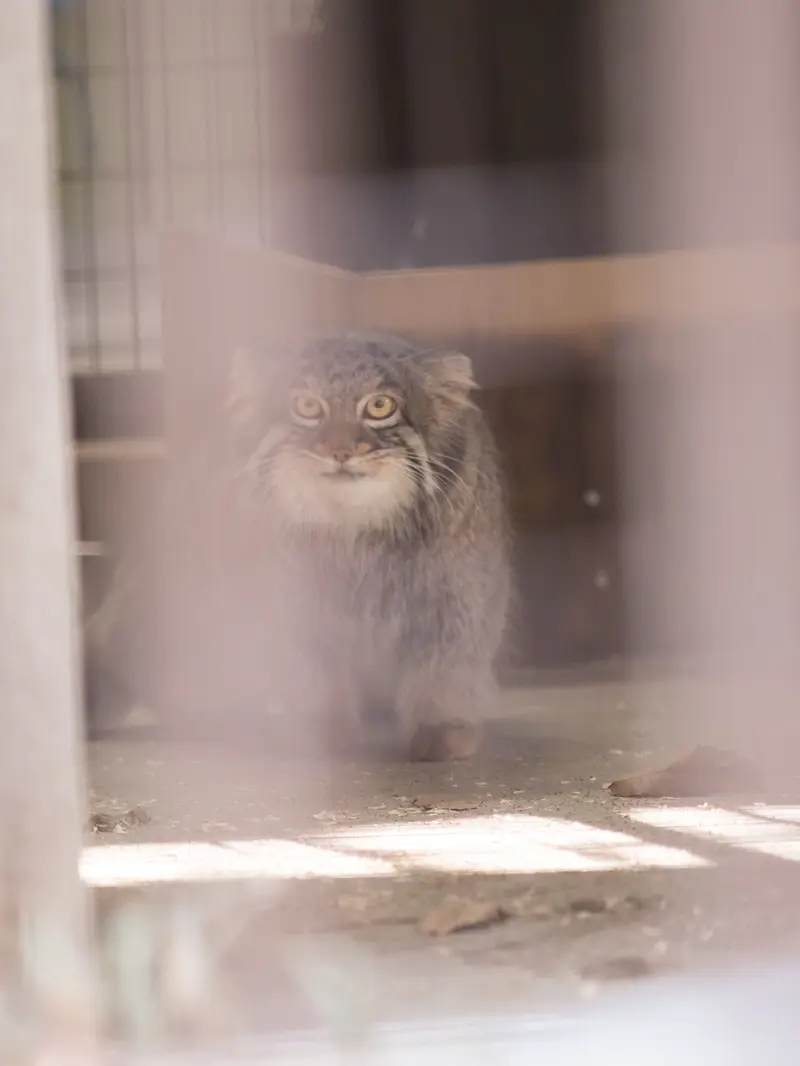 野毛山動物園のフィーガの写真