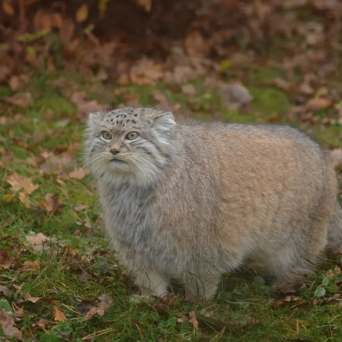パルケン動物園のベニーの写真