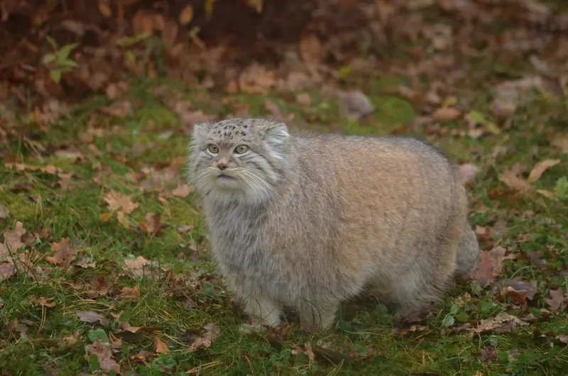 パルケン動物園のベニーの写真