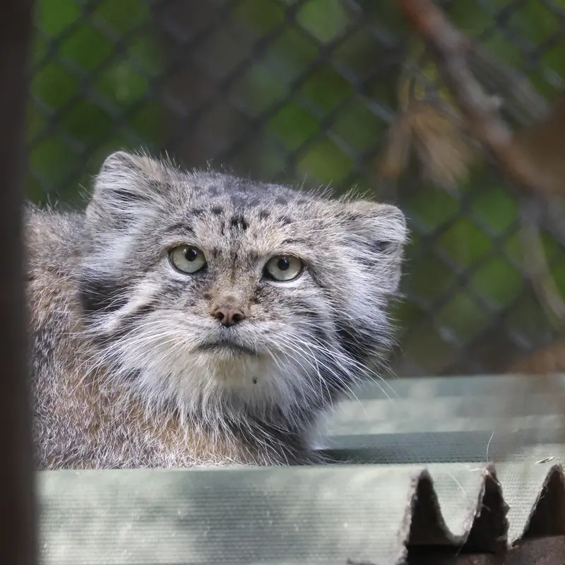 ノヴォシビルスク動物園のラストチカの写真