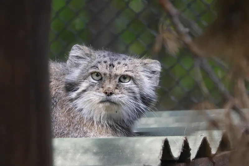 ノヴォシビルスク動物園のラストチカの写真