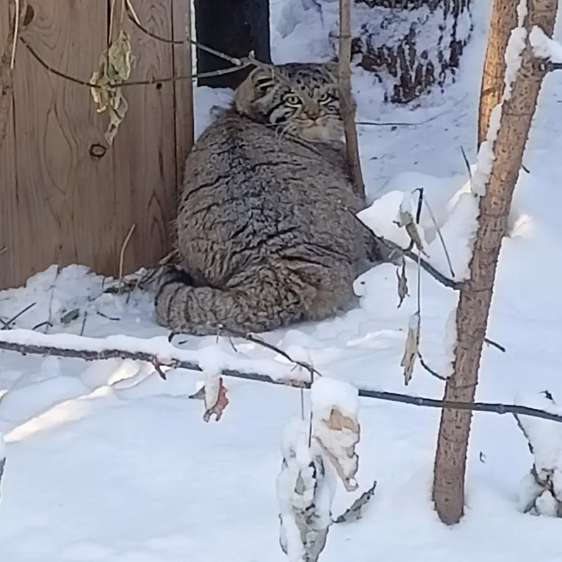 ノヴォシビルスク動物園のグレイの写真