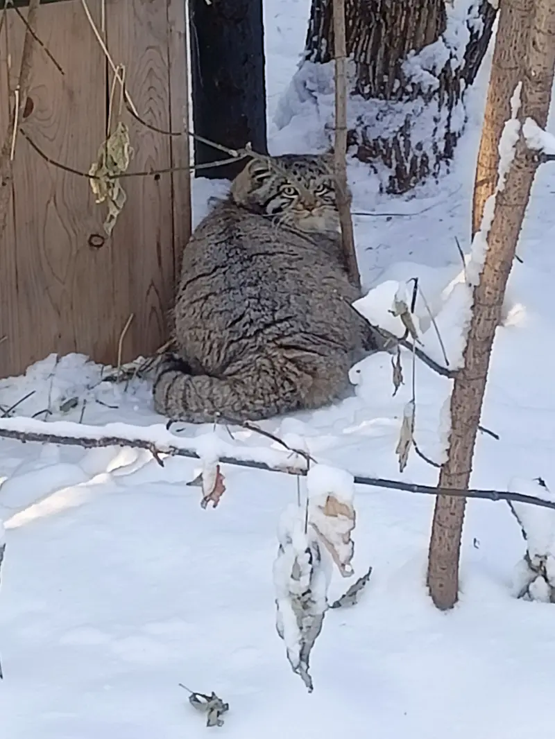 ノヴォシビルスク動物園のグレイの写真