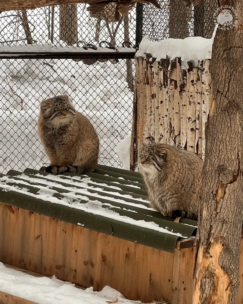 ノヴォシビルスク動物園のジョージとミアの写真