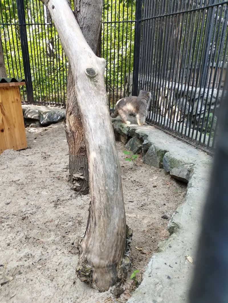 ノヴォシビルスク動物園のマヌルネコの写真