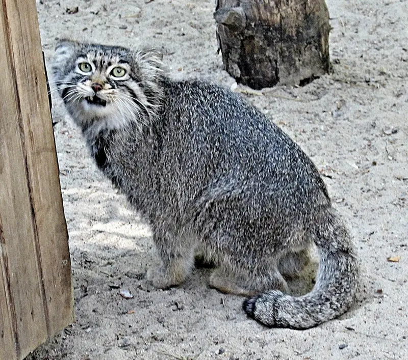 ノヴォシビルスク動物園のマヌルネコの写真