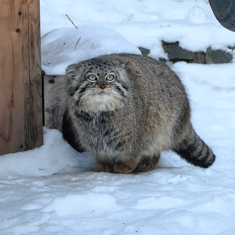 ノヴォシビルスク動物園のヴィオレッタの写真