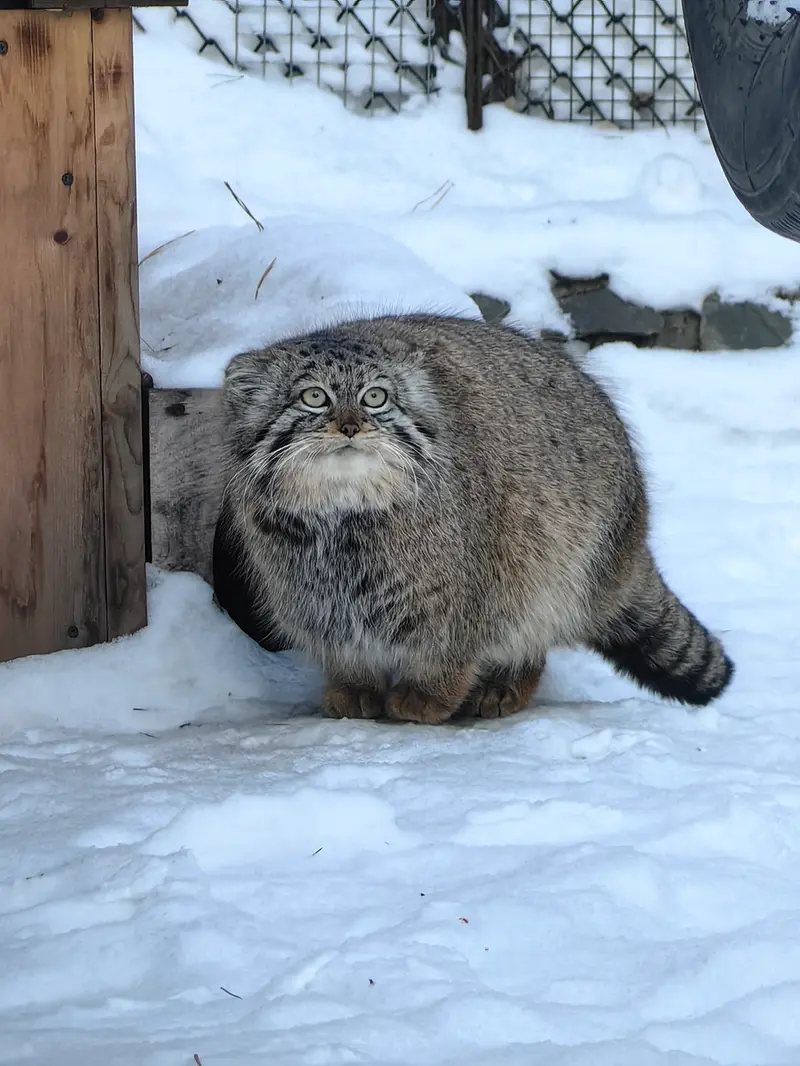 ノヴォシビルスク動物園のヴィオレッタの写真