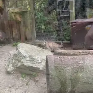 コシツェ動物園のマヌルネコの写真