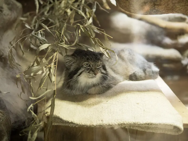 恩賜上野動物園のクリョンの写真