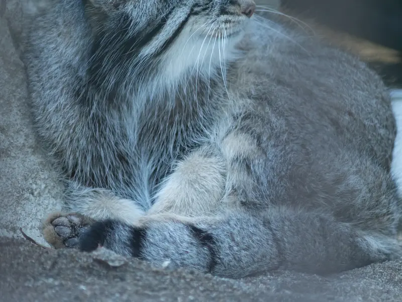 野毛山動物園のフィーガの写真