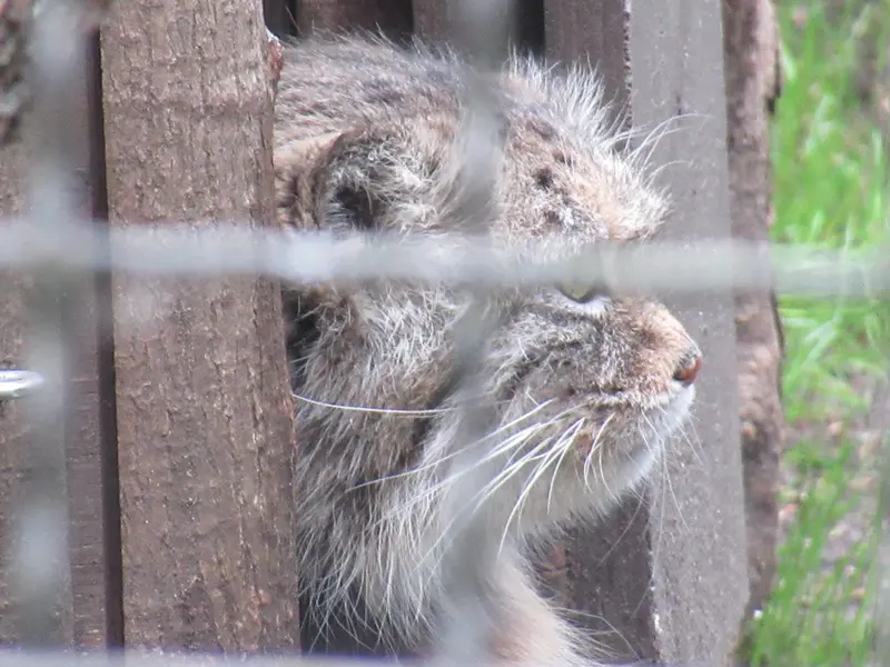ワルシャワ動物園のジェシーの写真