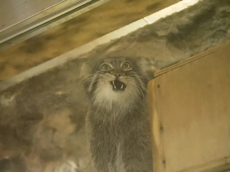 恩賜上野動物園のフィーガの写真