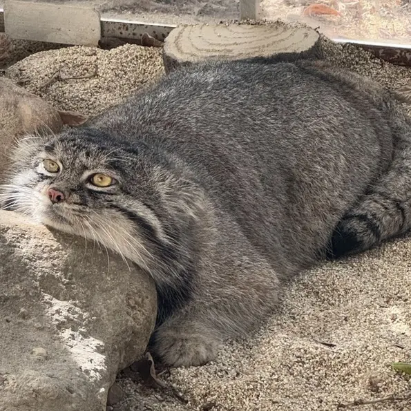 神戸どうぶつ王国のナルの写真