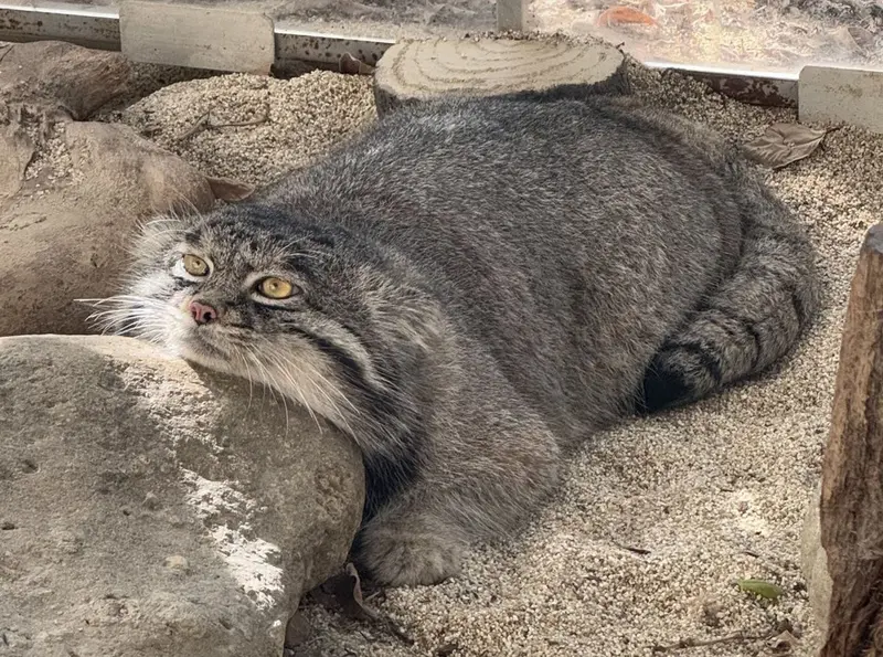 神戸どうぶつ王国のナルの写真