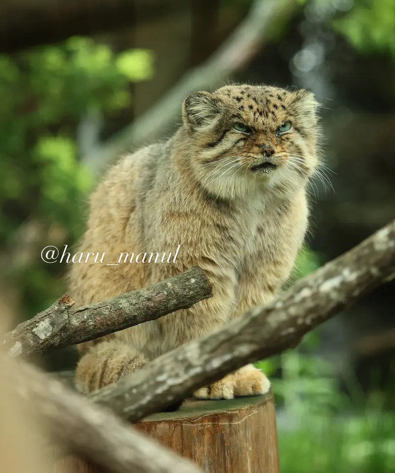 那須どうぶつ王国のボルの写真