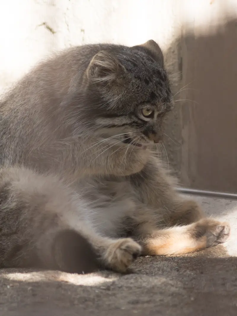 野毛山動物園のフィーガの写真