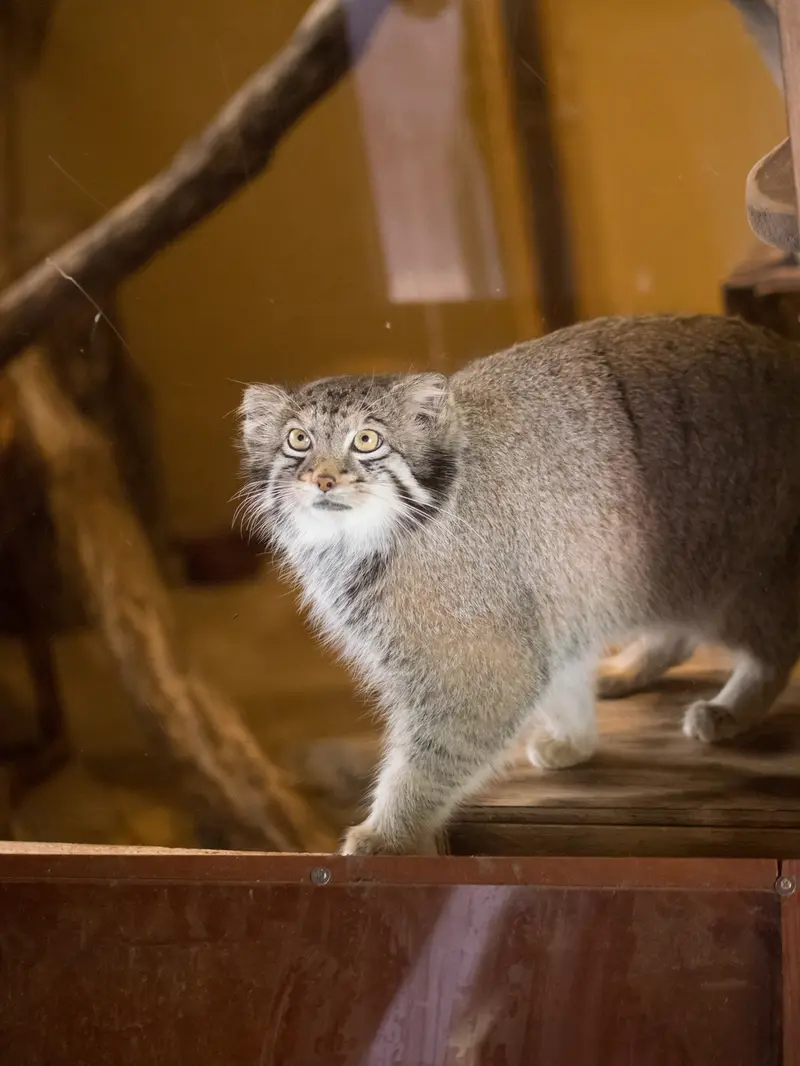 埼玉県こども動物自然公園のオトの写真
