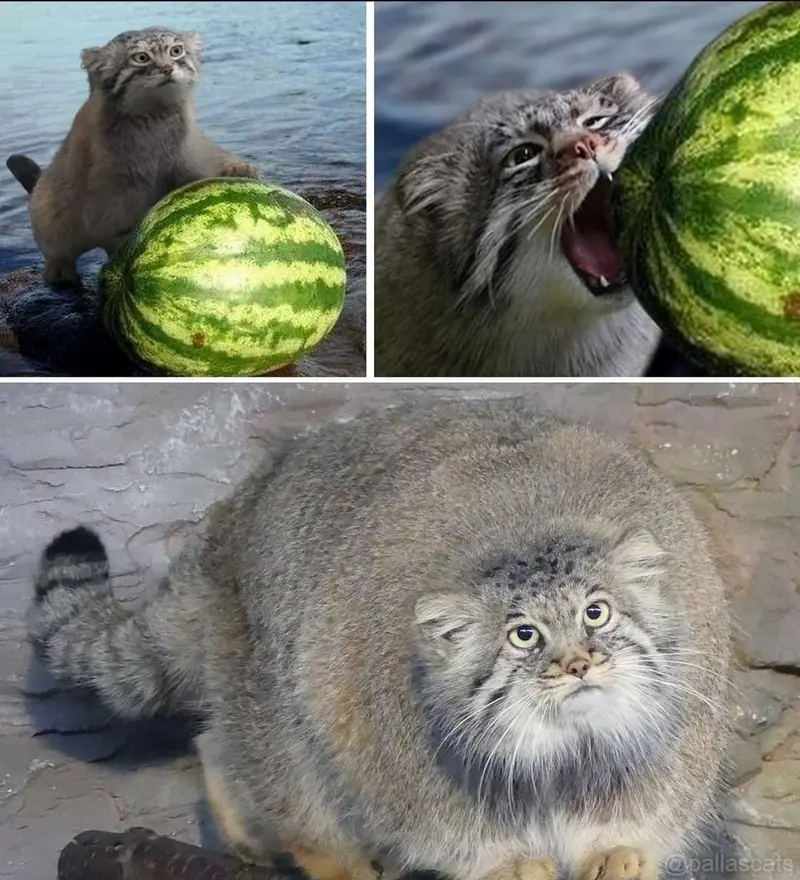 マヌルネコの写真