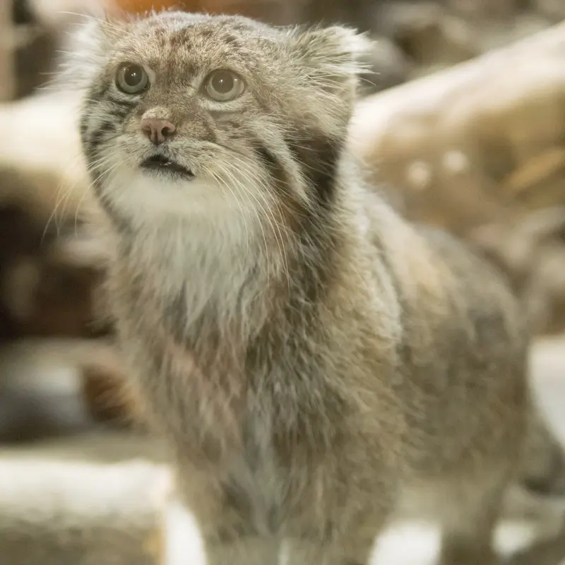 恩賜上野動物園のクリョンの写真
