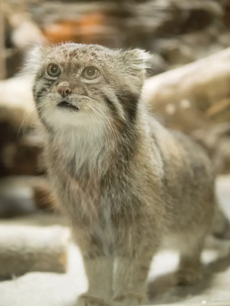 恩賜上野動物園のクリョンの写真