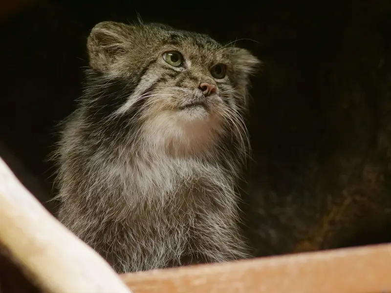 恩賜上野動物園のクリョンの写真