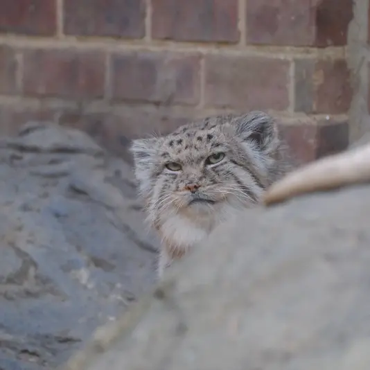 プロスペクト・パーク動物園のマヌルネコの写真