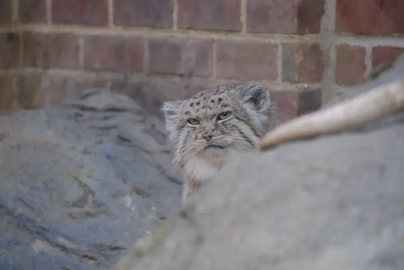 プロスペクト・パーク動物園のマヌルネコの写真