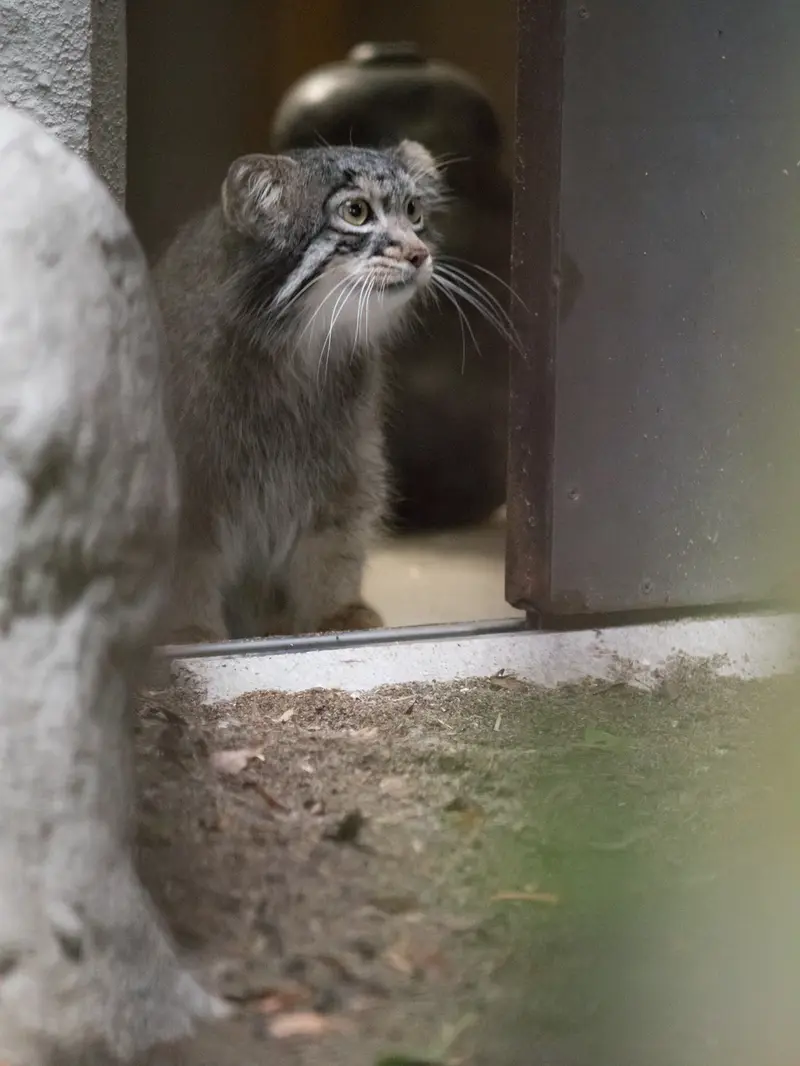 野毛山動物園のフィーガの写真
