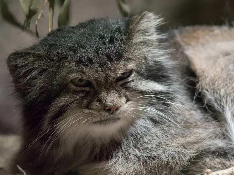 恩賜上野動物園のクリョンの写真